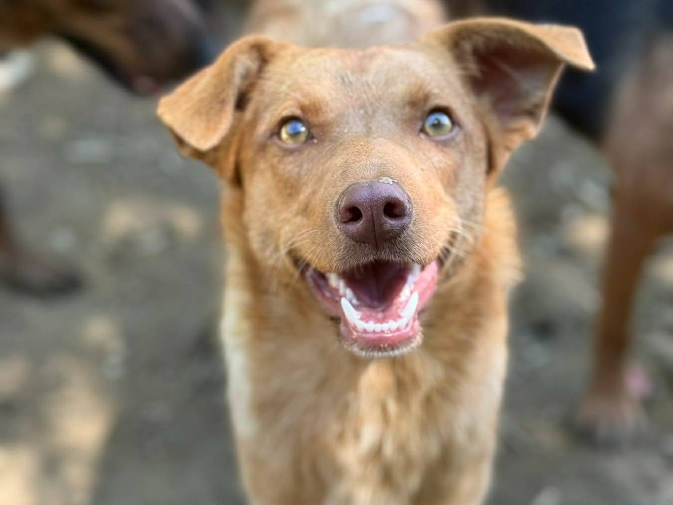Adotta un cane, femmina, 1 anno, Firenze