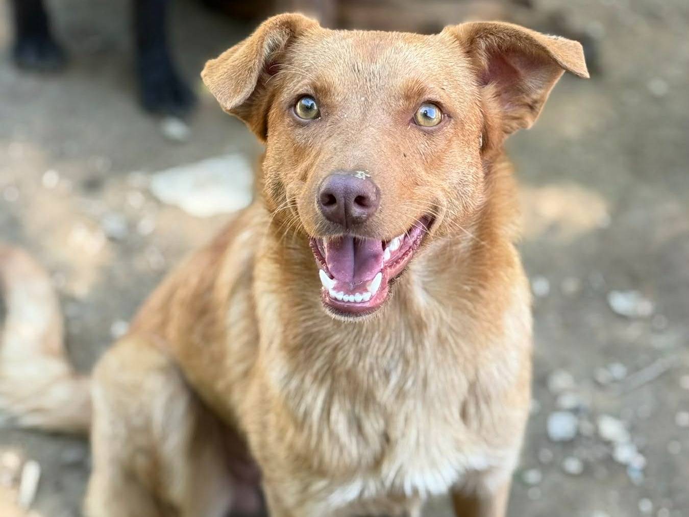 Adotta un cane, taglia media contenuta, femmina, Firenze