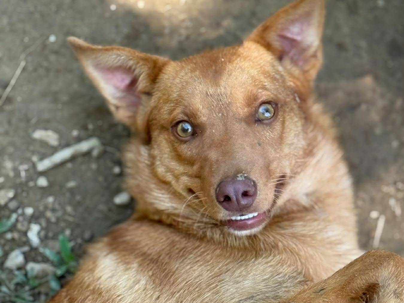 Vuoi adottare un cane a Firenze?
