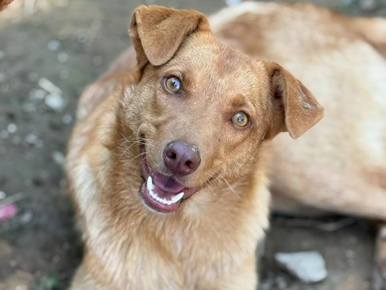 Adozione cane, femmina, Razza sconosciuta Razza sconosciuta, 1 anno, taglia media contenuta, Firenze