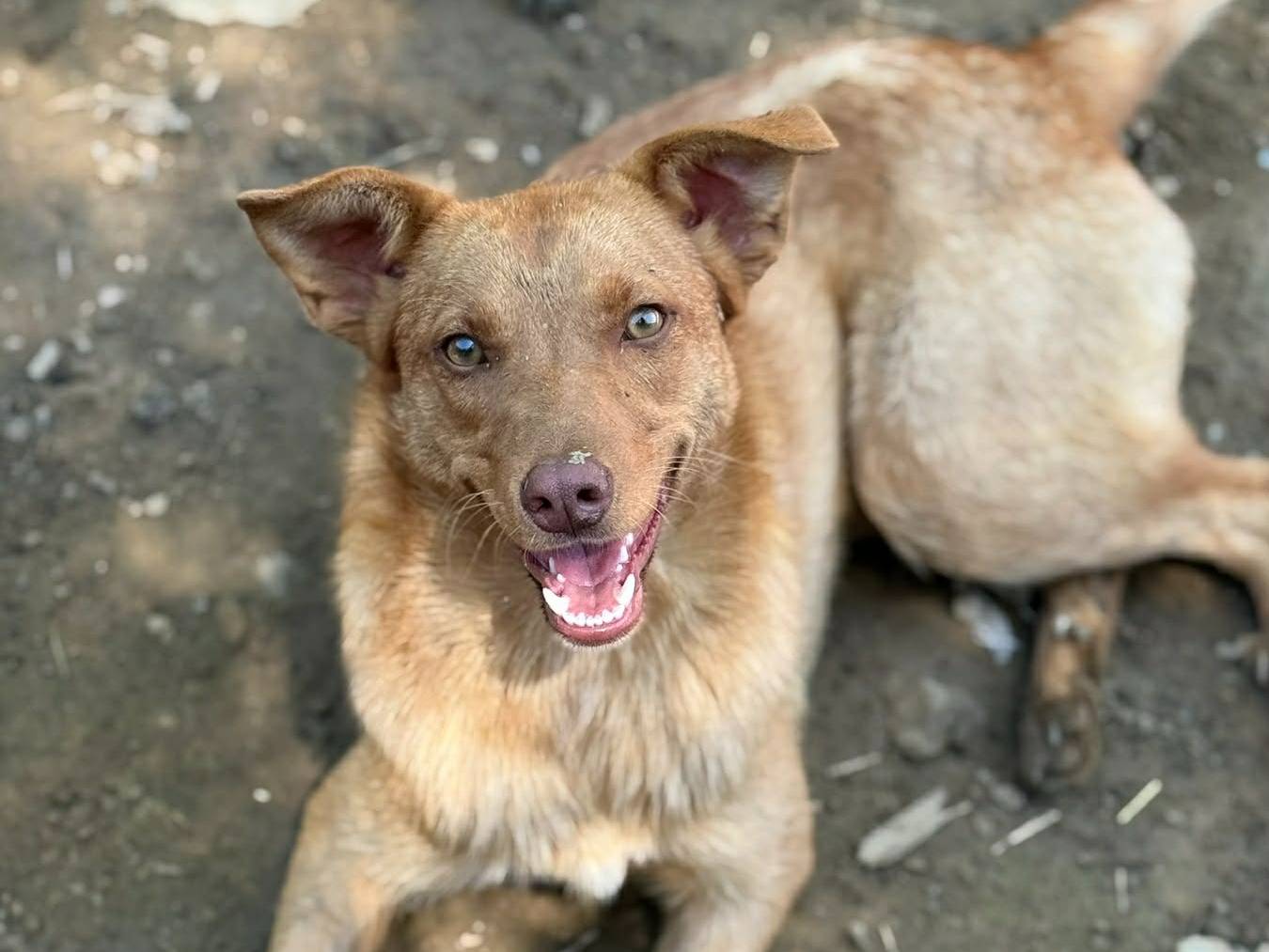 Adotta il cane EDEN a Firenze