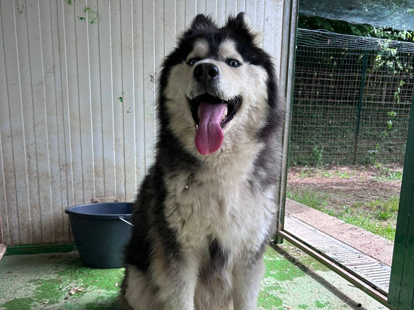 Adozione cane, maschio, Siberian Husky Siberian Husky, 3 anni e 1 mese, taglia gigante, Varese