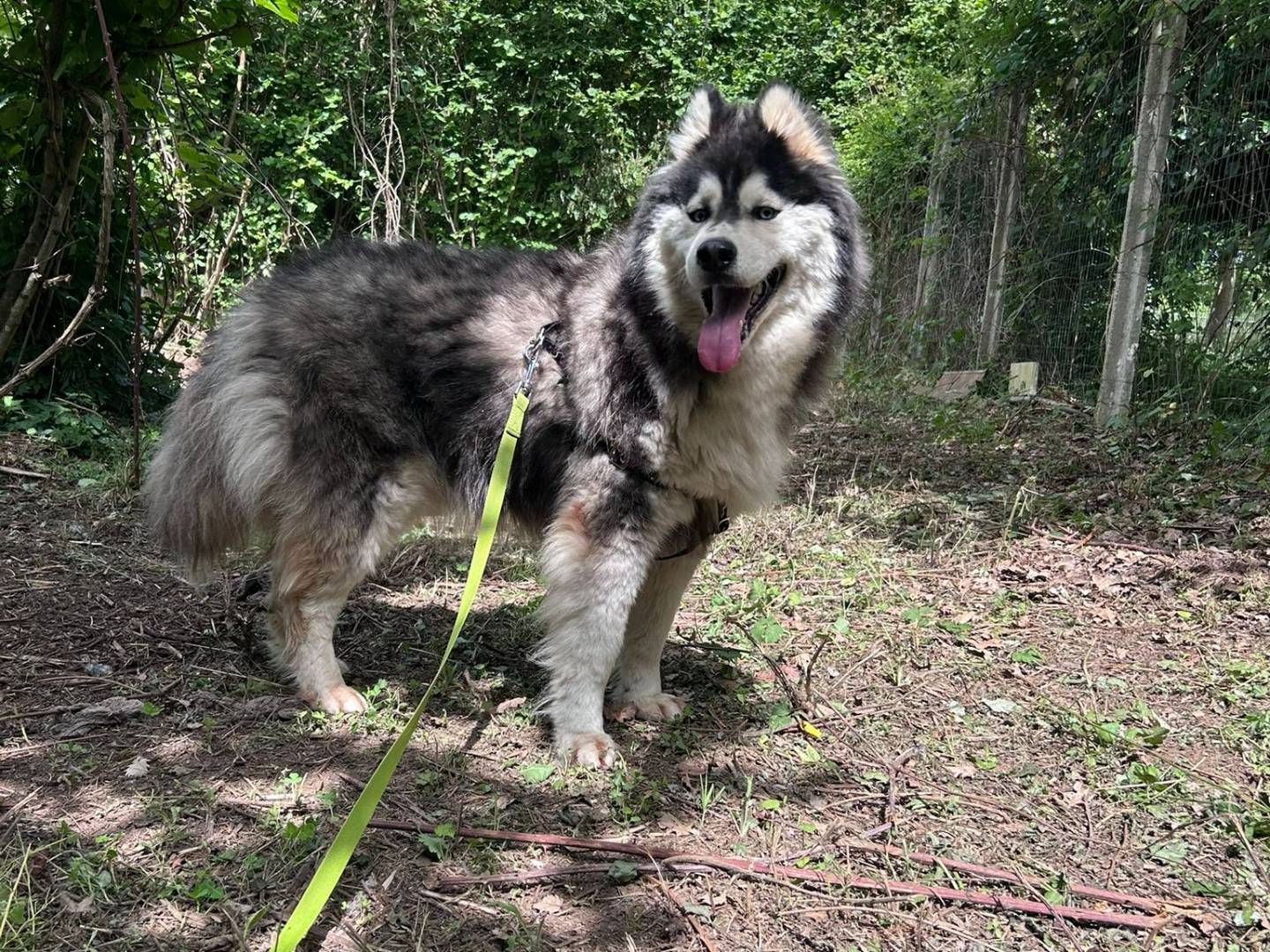 Adotta un cane, maschio, 3 anni e 1 mese, Varese