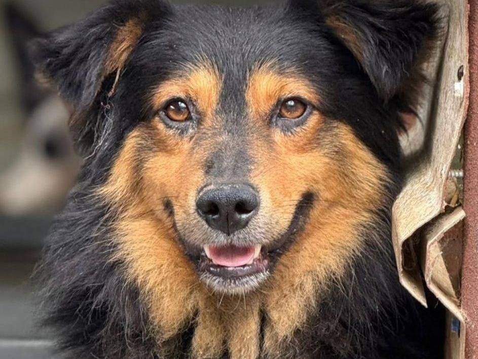 Adozione cane, maschio, Razza sconosciuta Razza sconosciuta, 3 anni e 1 mese, taglia media, Firenze