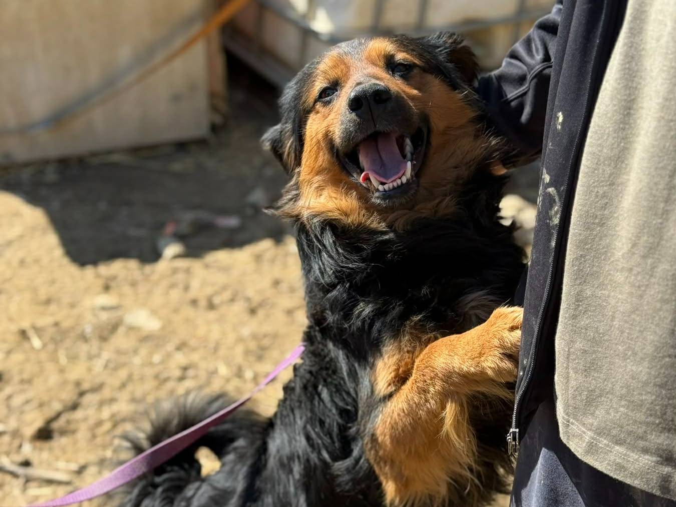 Adotta un cane, taglia media, maschio, Firenze