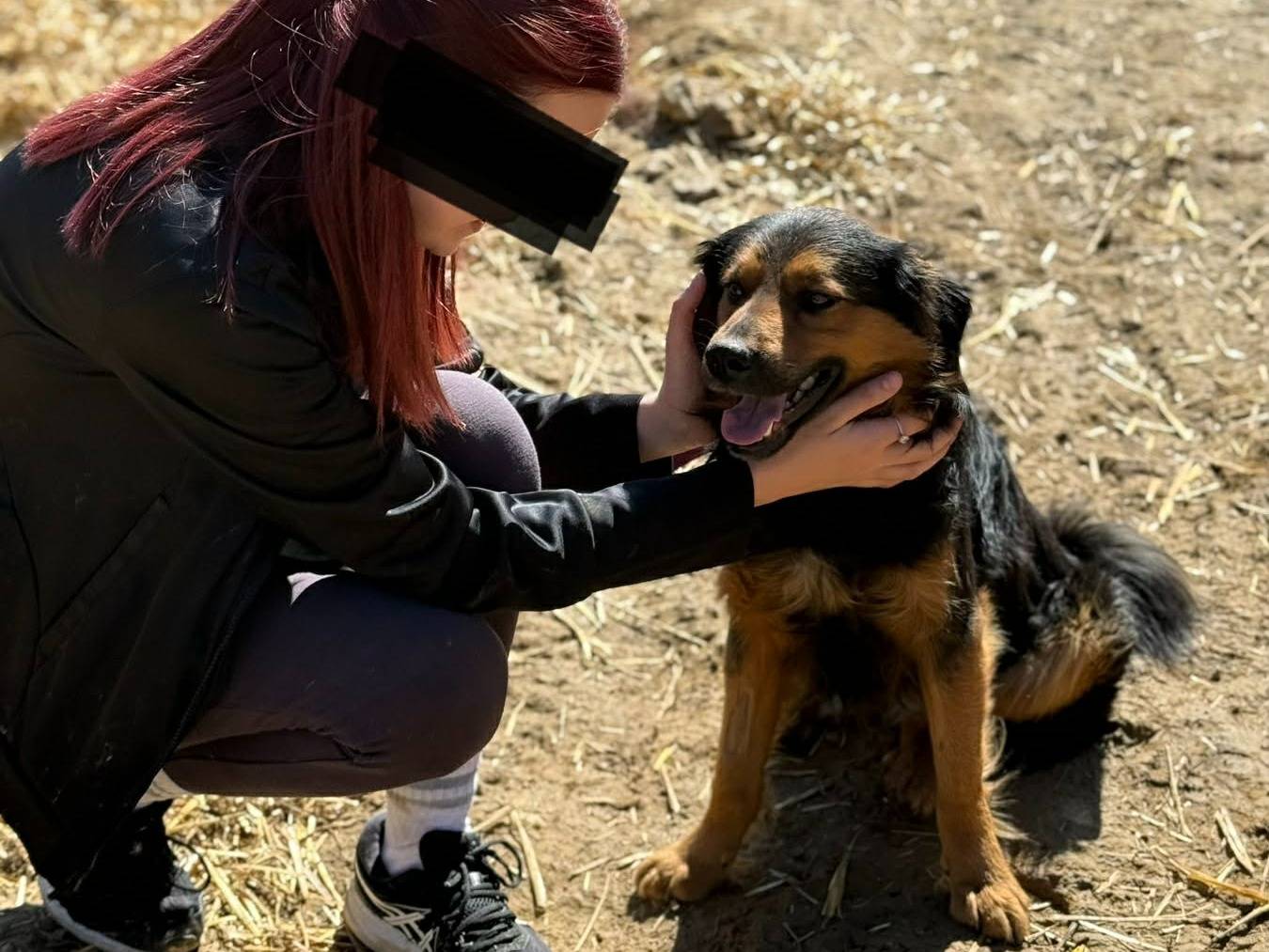 Vuoi adottare un cane a Firenze?