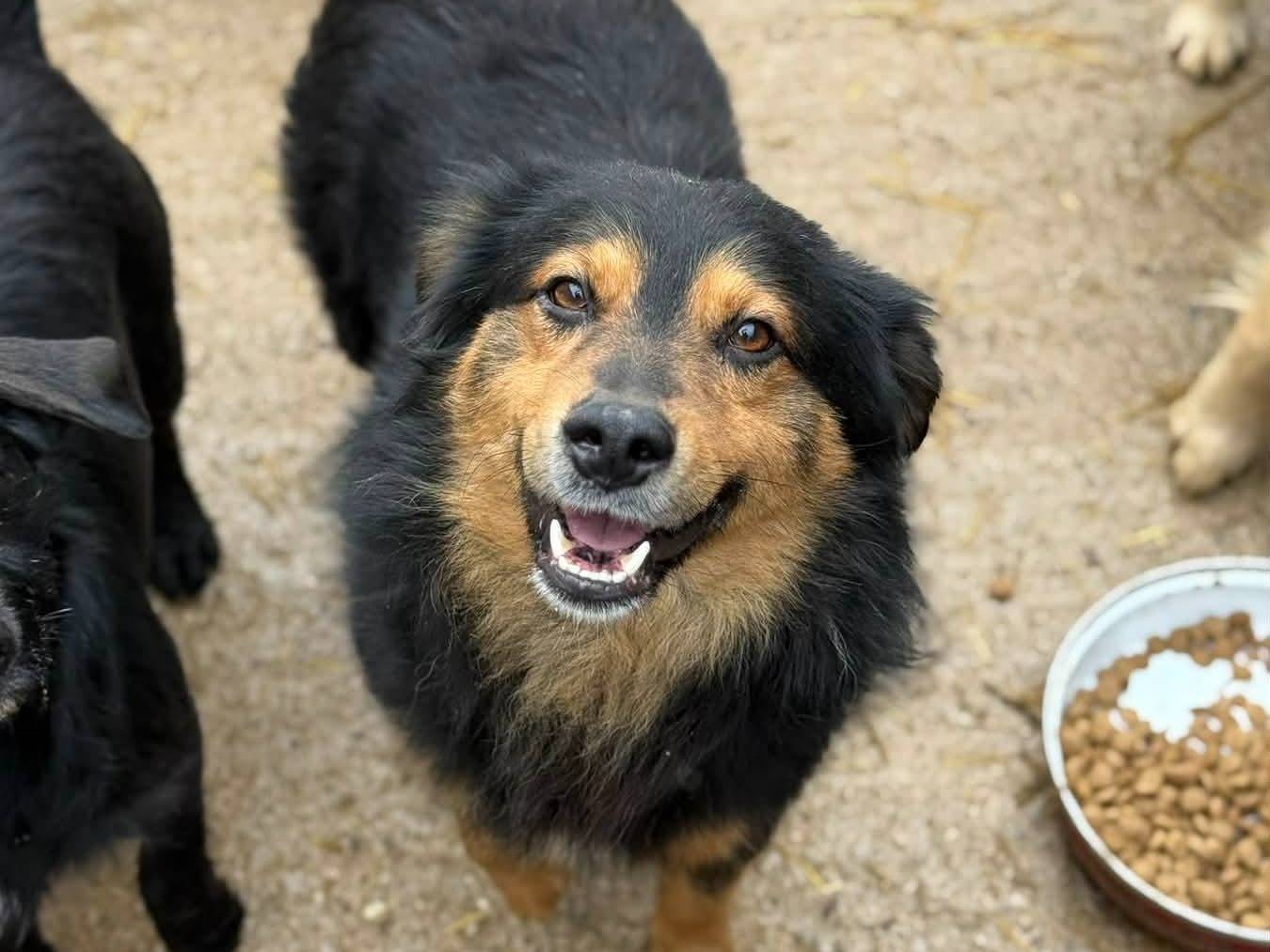 Adotta il cane JASPER a Firenze