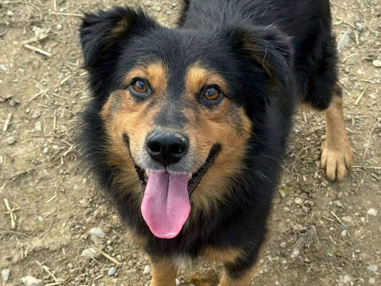 Adotta un cane, maschio, 3 anni e 1 mese, Firenze