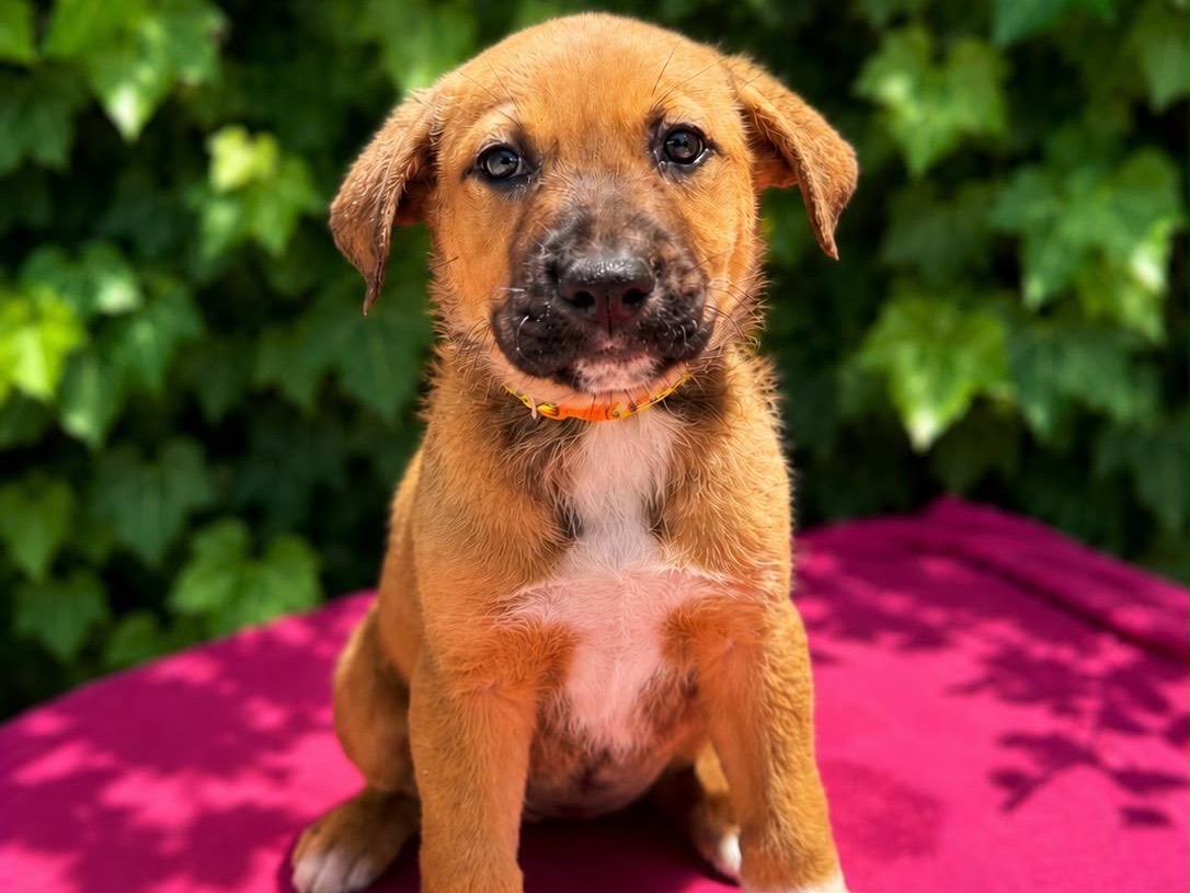 Adozione cane, maschio, Razza sconosciuta Razza sconosciuta, 2 mesi, taglia media, Siracusa