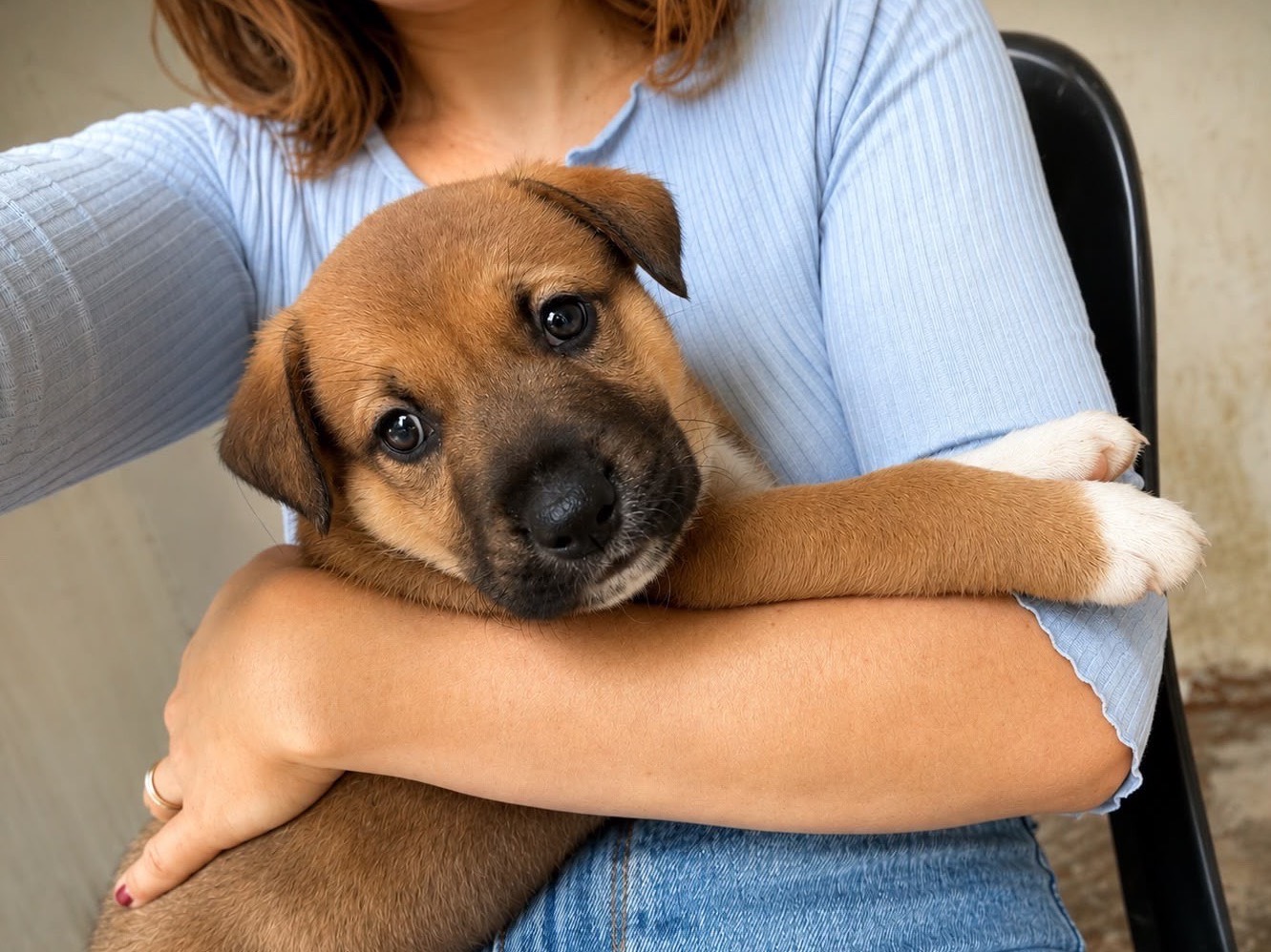 Adotta un cane, maschio, 2 mesi, Siracusa