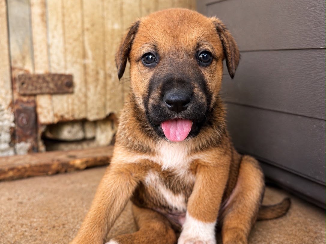 Adotta un cane, taglia media, maschio, Siracusa