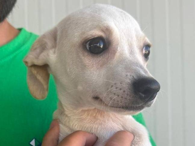 Adozione cane, femmina, Razza sconosciuta Razza sconosciuta, 4 mesi, taglia media contenuta, Varese
