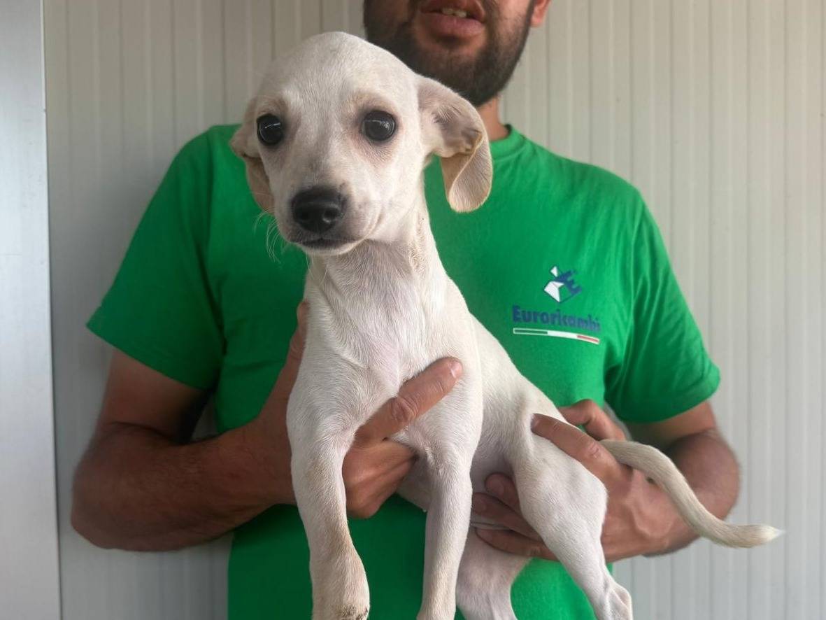 Adotta un cane, femmina, 4 mesi, Varese