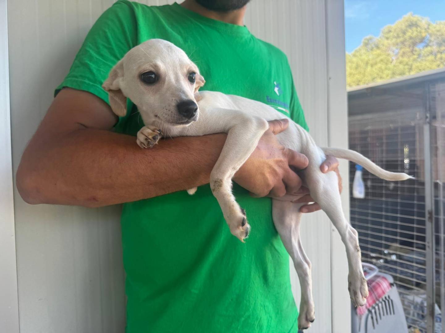 Adotta un cane, taglia media contenuta, femmina, Varese