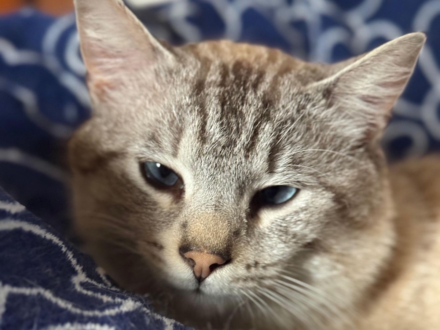 Adotta un gatto, maschio, 3 anni e 1 mese, Teramo