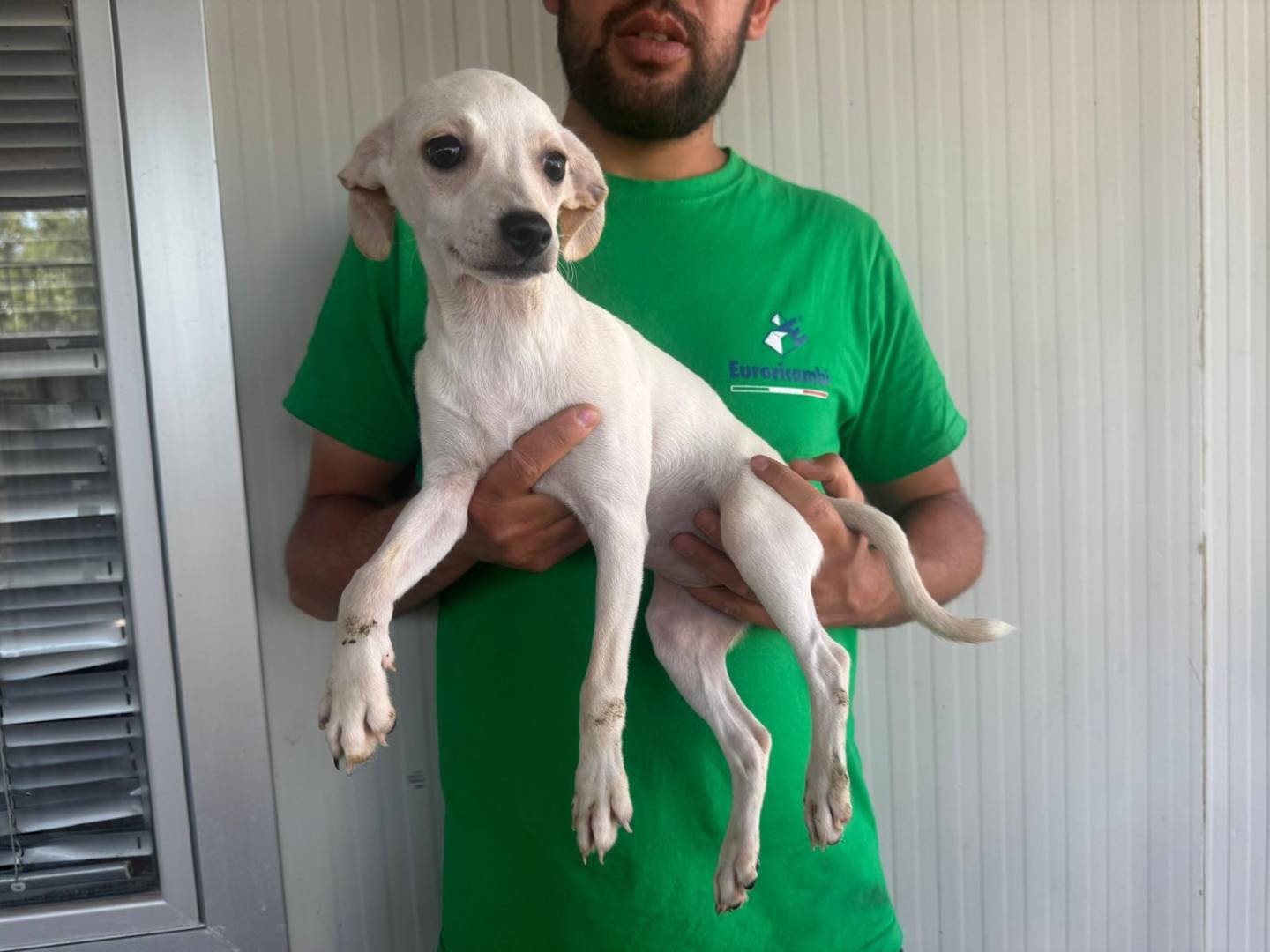 Vuoi adottare un cane a Varese?
