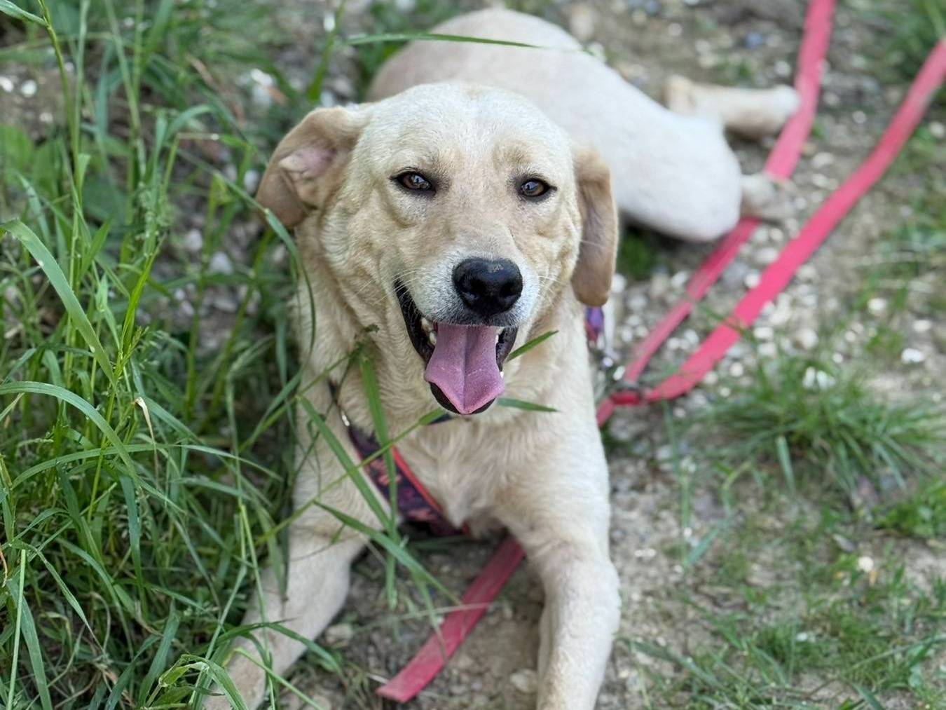 Adozione cane, femmina, Labrador Retriever Razza sconosciuta, 2 anni e 2 mesi, taglia media, Firenze