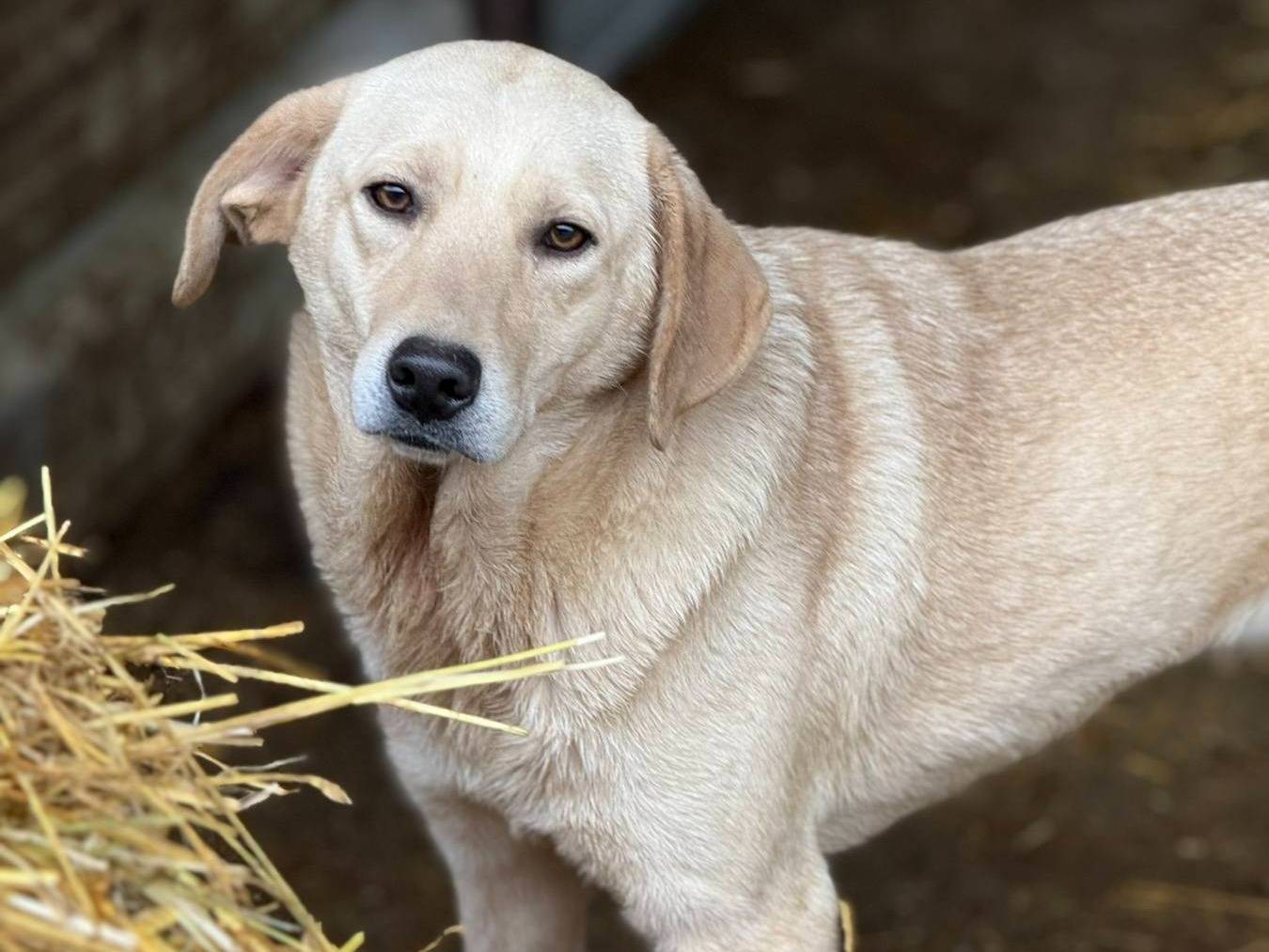 Adotta un cane, femmina, 2 anni e 2 mesi, Firenze