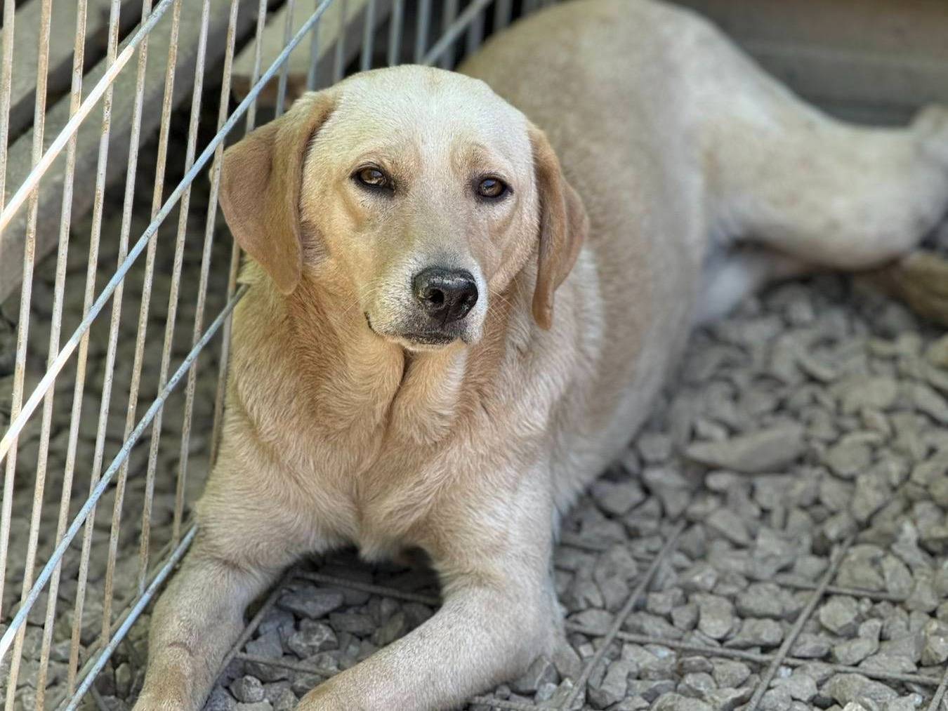 Adotta un cane, taglia media, femmina, Firenze