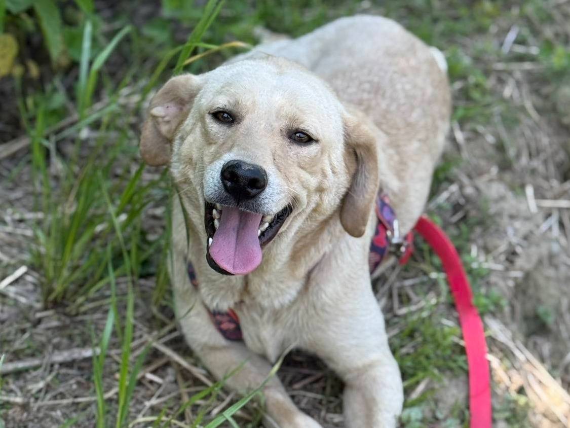 Vuoi adottare un cane a Firenze?