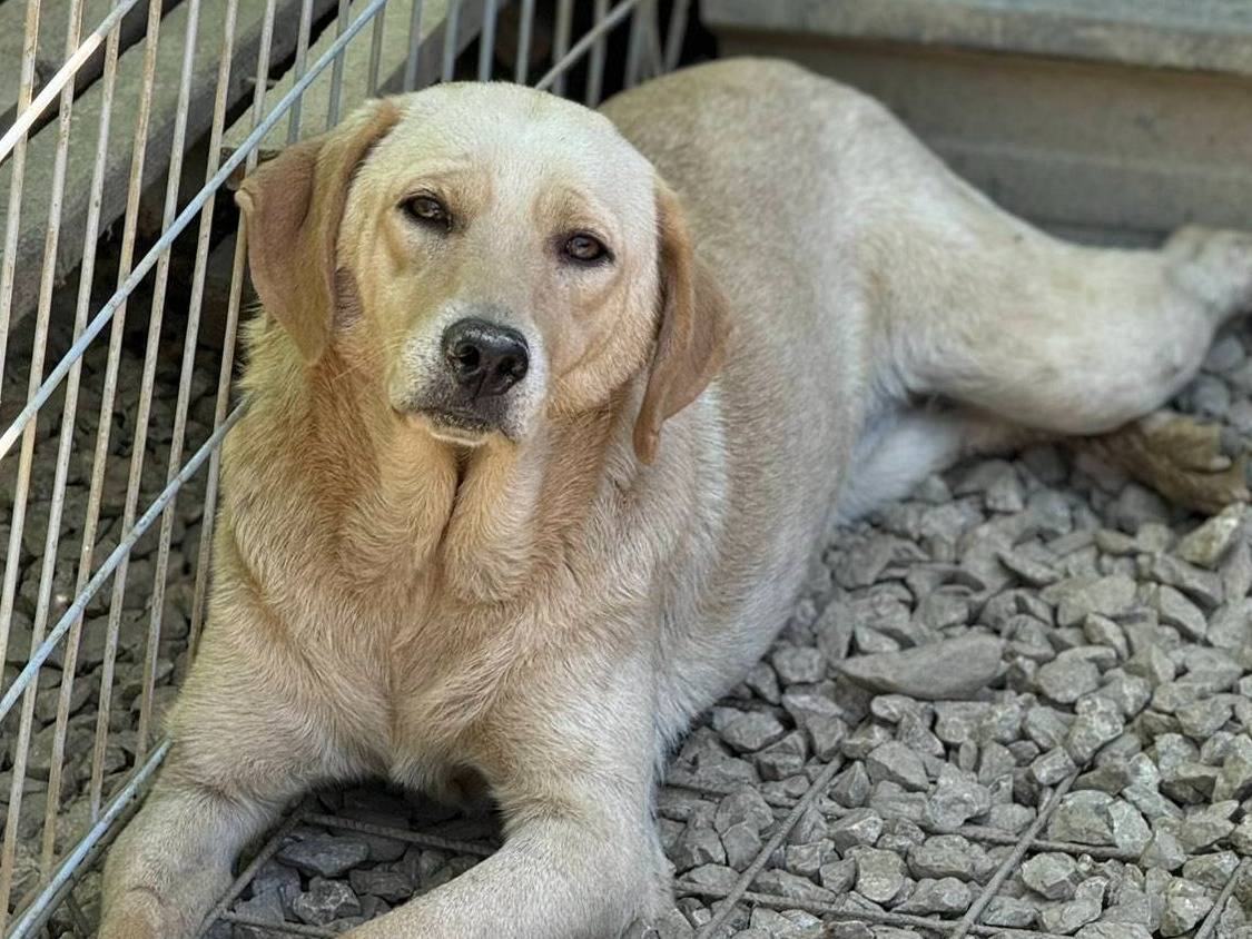 Adotta il cane PERLA a Firenze