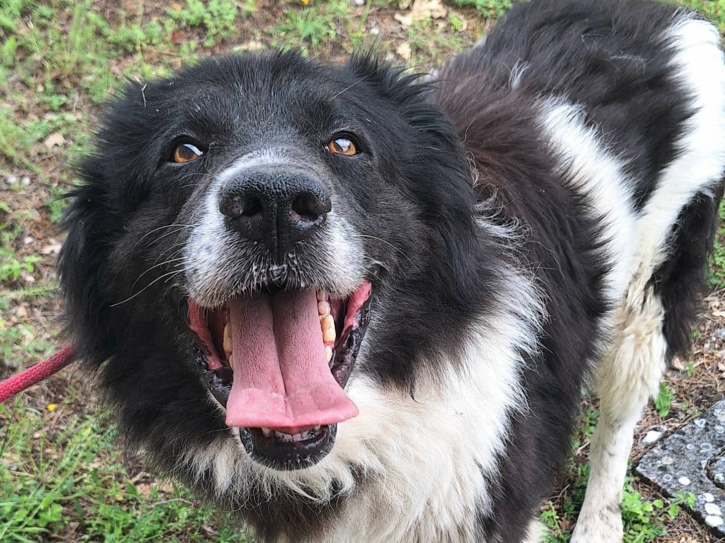 Adozione cane, maschio, Razza sconosciuta Razza sconosciuta, 3 anni e 1 mese, taglia grande, Teramo