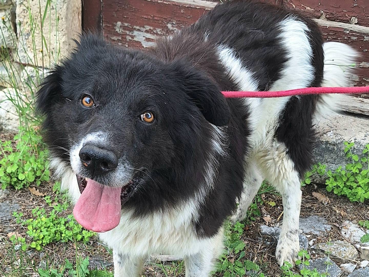 Adotta un cane, maschio, 3 anni e 1 mese, Teramo