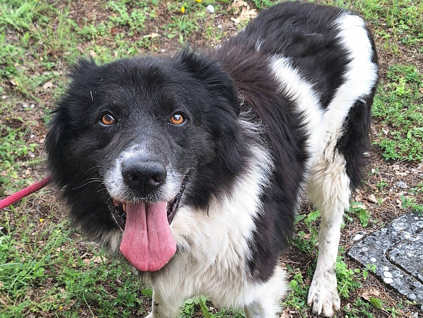 Adotta un cane, taglia grande, maschio, Teramo