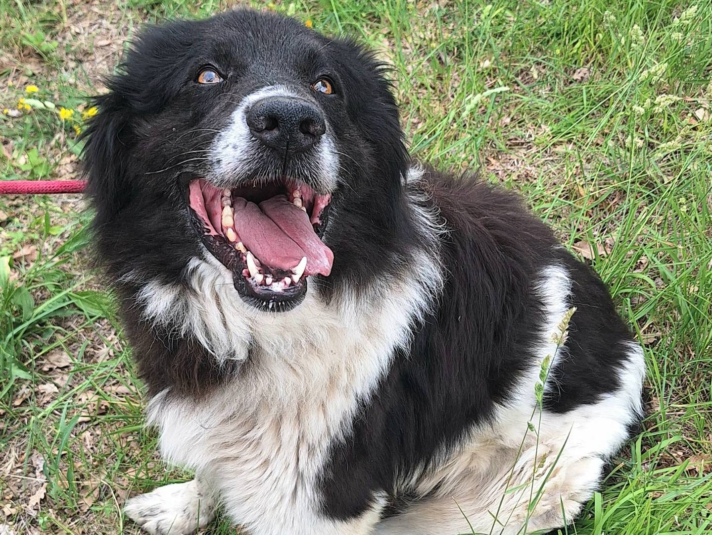 Vuoi adottare un cane a Teramo?