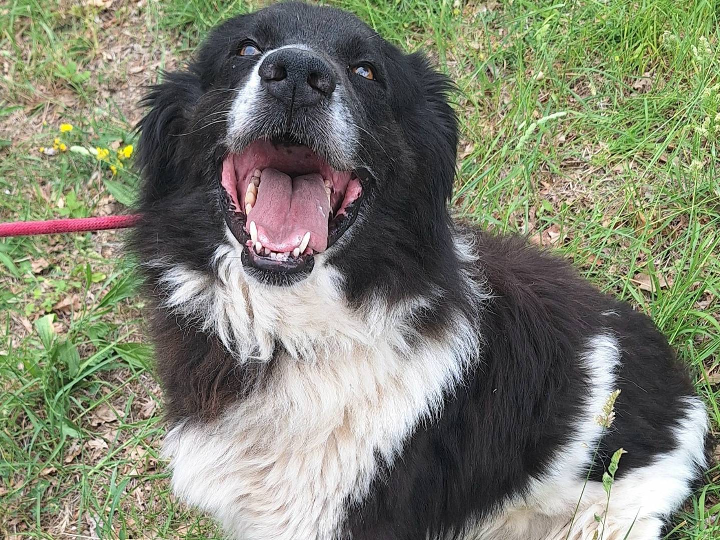Adotta il cane Cosmo a Teramo