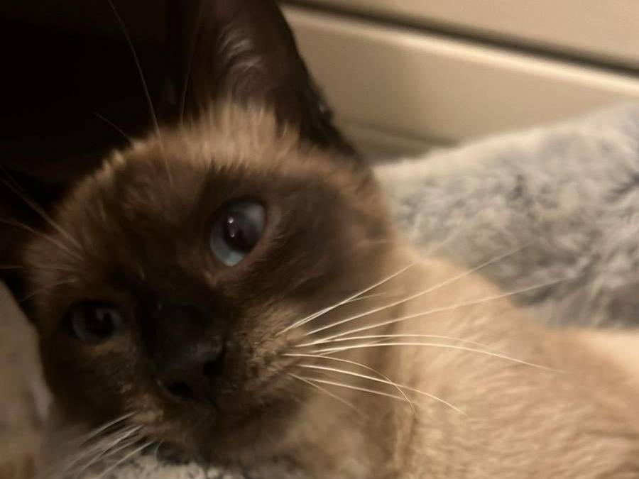 Vuoi adottare un gatto a Chieti?