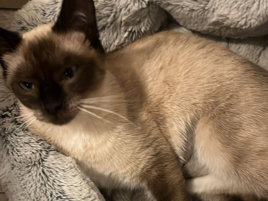 Adotta il gatto Mimì a Chieti