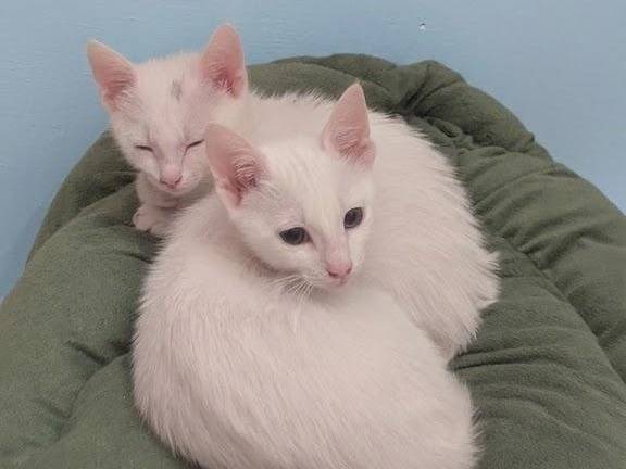 Adozione gatto, maschio, Razza sconosciuta Razza sconosciuta, 2 mesi, taglia non valida, Teramo