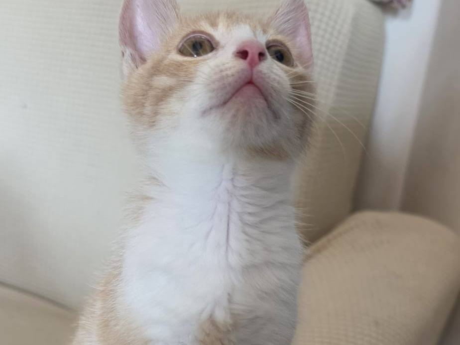 Adozione gatto, femmina, Razza sconosciuta Razza sconosciuta, 3 mesi, taglia non valida, Barletta