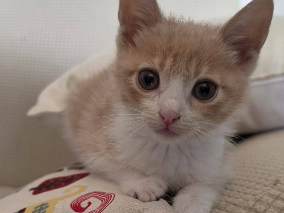 Adotta un gatto, femmina, 3 mesi, Barletta