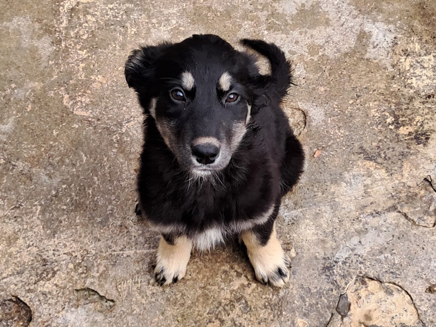 Adozione cane, femmina, Razza sconosciuta Razza sconosciuta, 4 mesi, taglia media, Genova