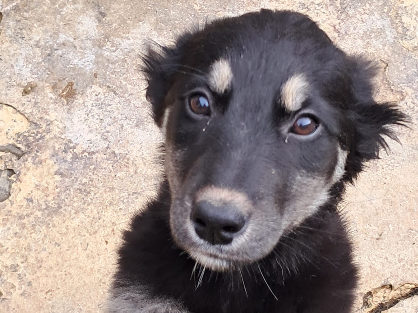 Adotta un cane, femmina, 4 mesi, Genova
