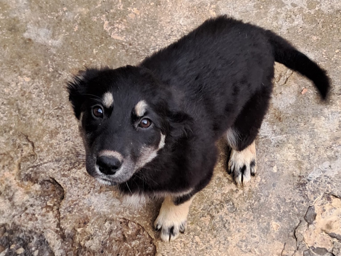 Adotta un cane, taglia media, femmina, Genova