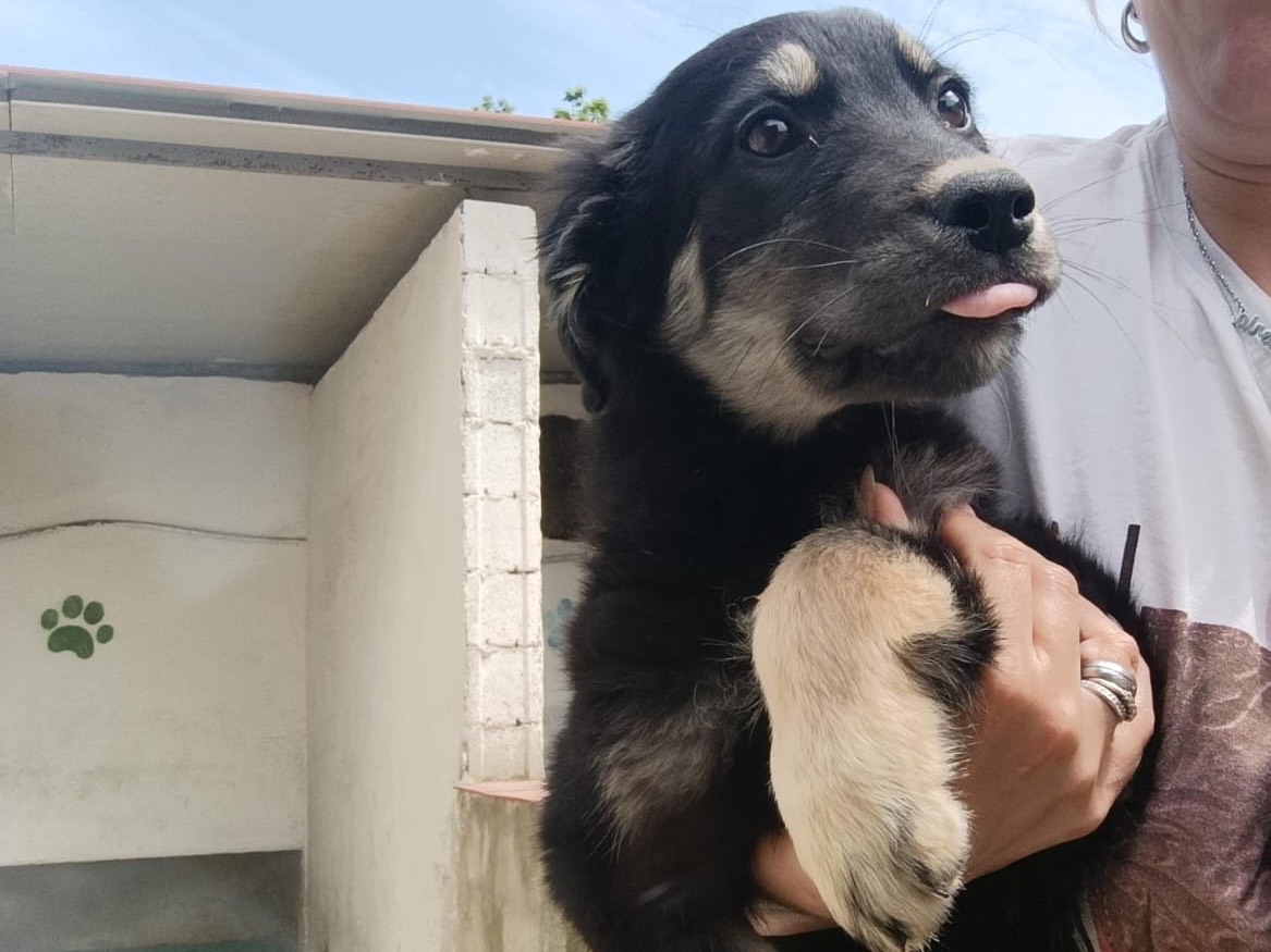 Vuoi adottare un cane a Genova?