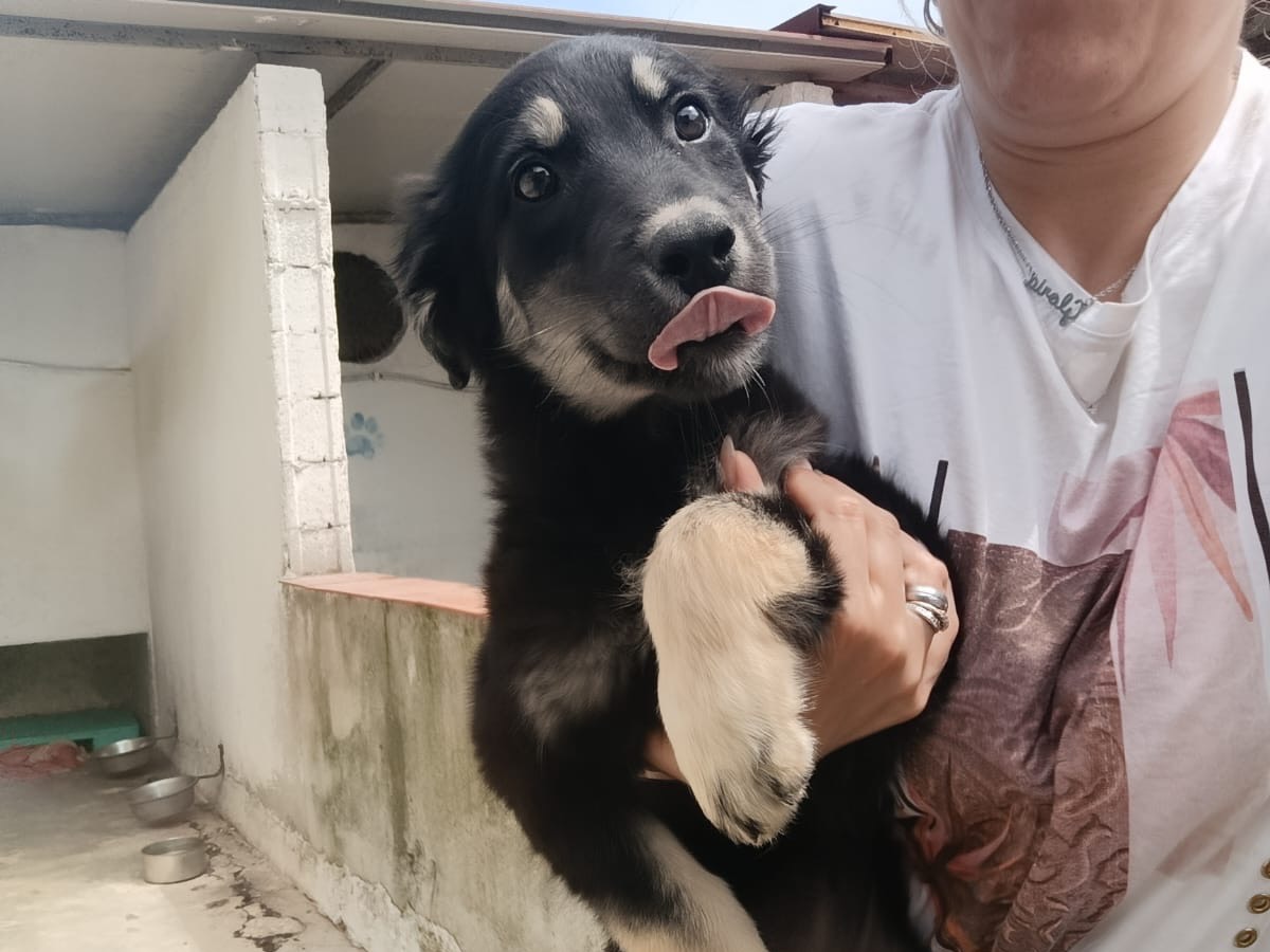 Adotta il cane Leni a Genova