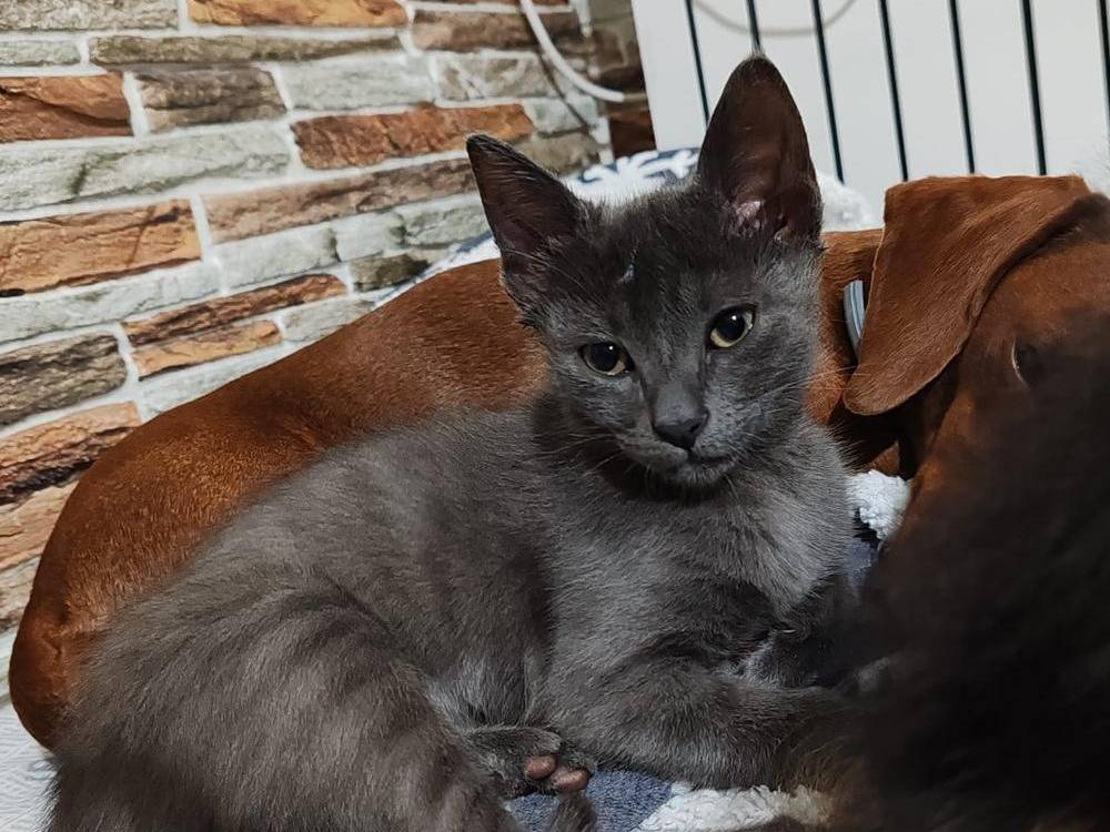 Adozione gatto, maschio, Razza sconosciuta Razza sconosciuta, 3 mesi, taglia non valida, Catanzaro