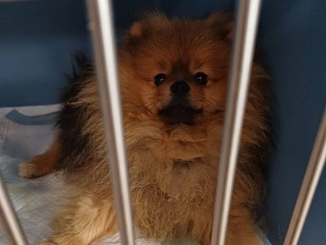 Adozione cane, maschio, Volpino di Pomerania Razza sconosciuta, 2 anni e 5 mesi, taglia piccola, Varese