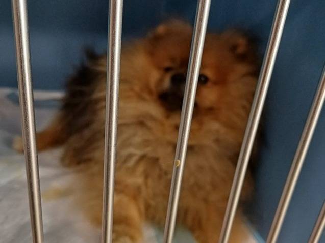 Adotta un cane, maschio, 2 anni e 5 mesi, Varese