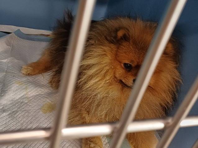 Adotta un cane, taglia piccola, maschio, Varese