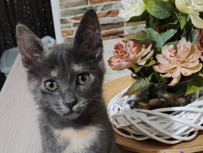 Adotta un gatto, femmina, 3 mesi, Catanzaro