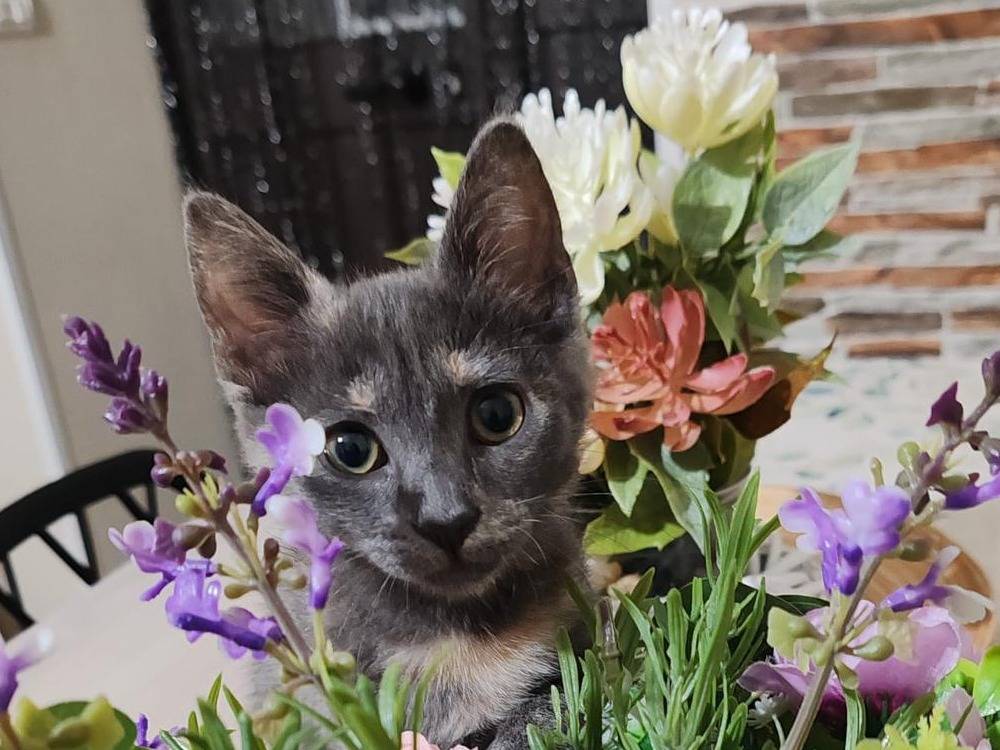 Adotta un gatto, taglia non valida, femmina, Catanzaro