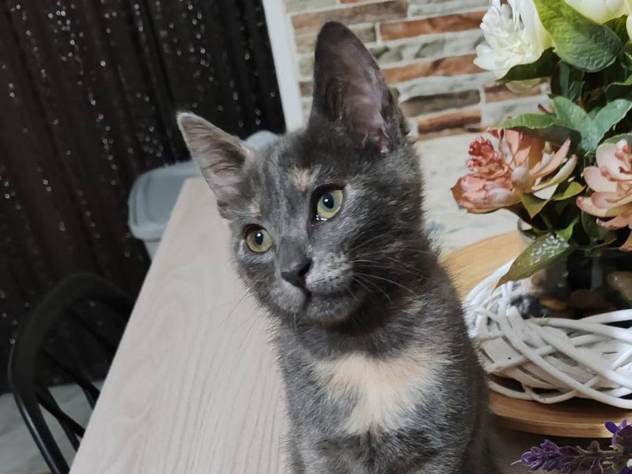 Adozione gatto, femmina, Razza sconosciuta Razza sconosciuta, 3 mesi, taglia non valida, Catanzaro
