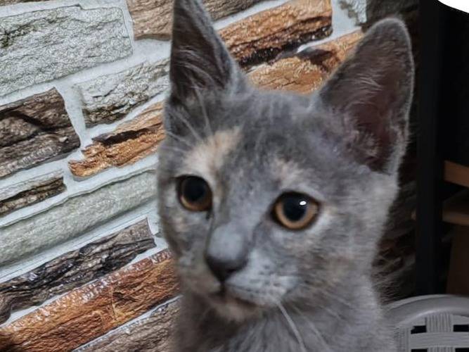 Adotta un gatto, taglia non valida, femmina, Catanzaro