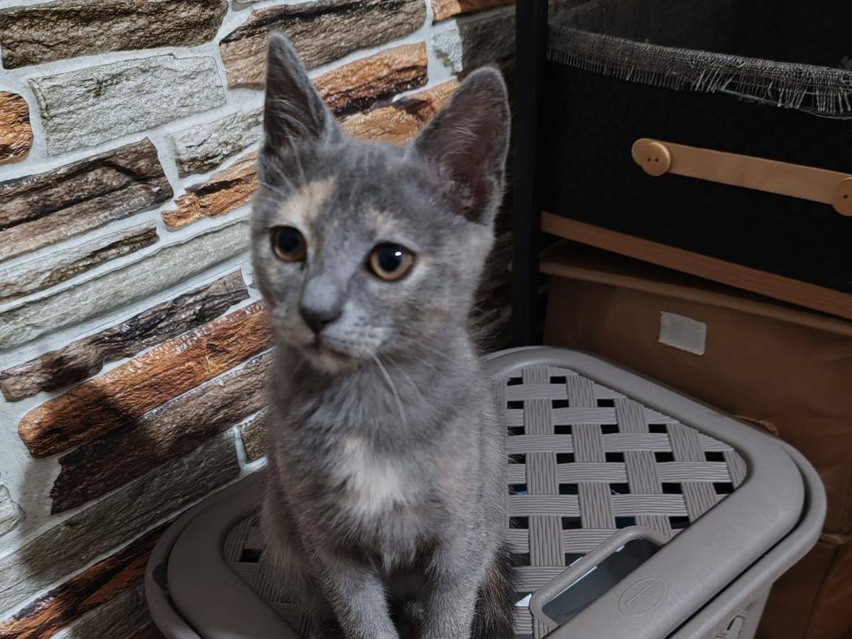 Adotta un gatto, femmina, 3 mesi, Catanzaro
