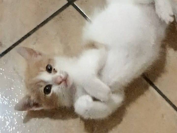 Adotta un gatto, femmina, 2 mesi, Catanzaro